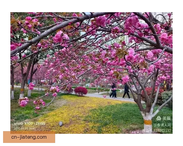樱落满庭，心动刹那：一场关于“樱花涩漫”的绮梦